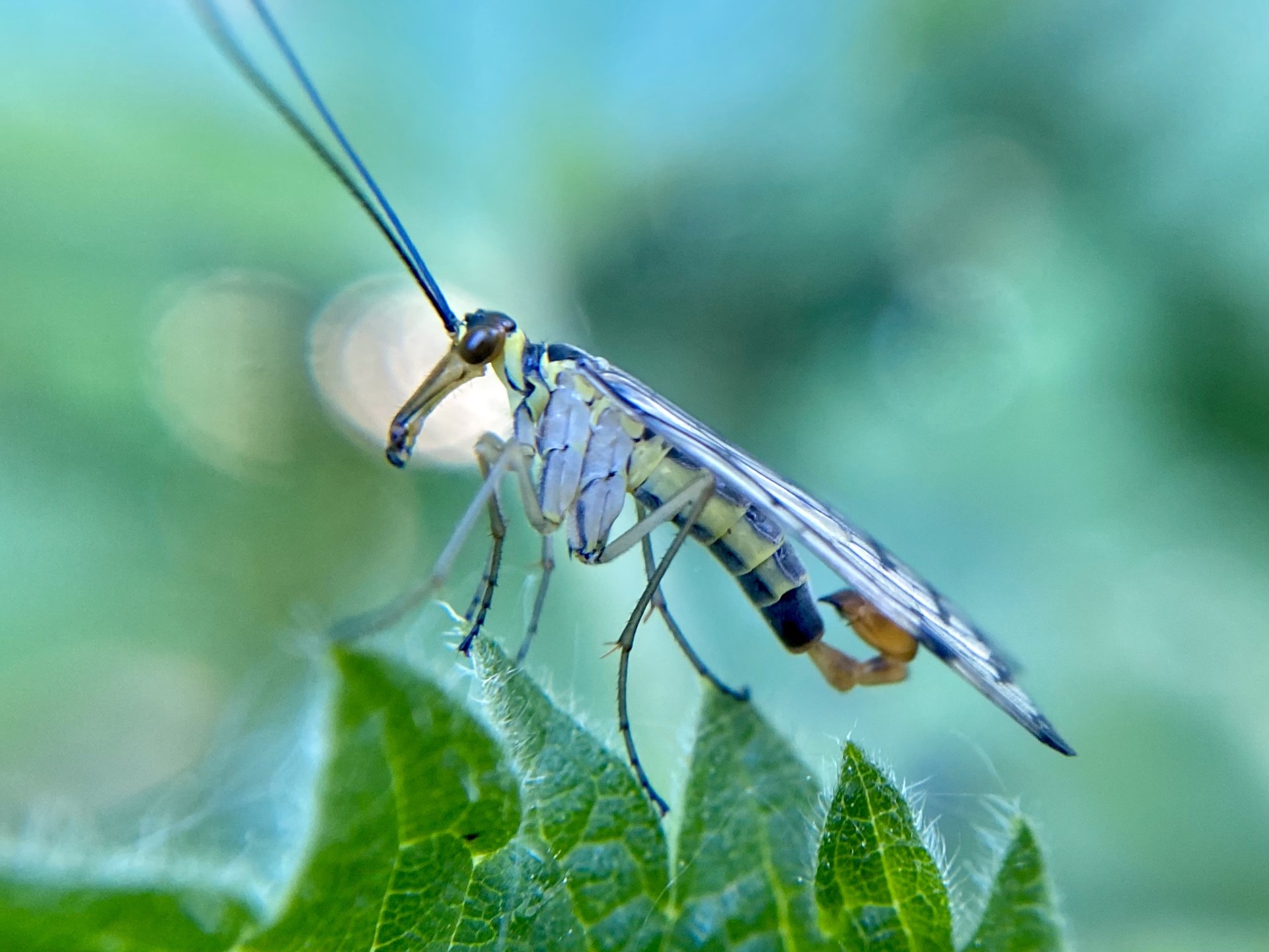 image of Scorpion Fly