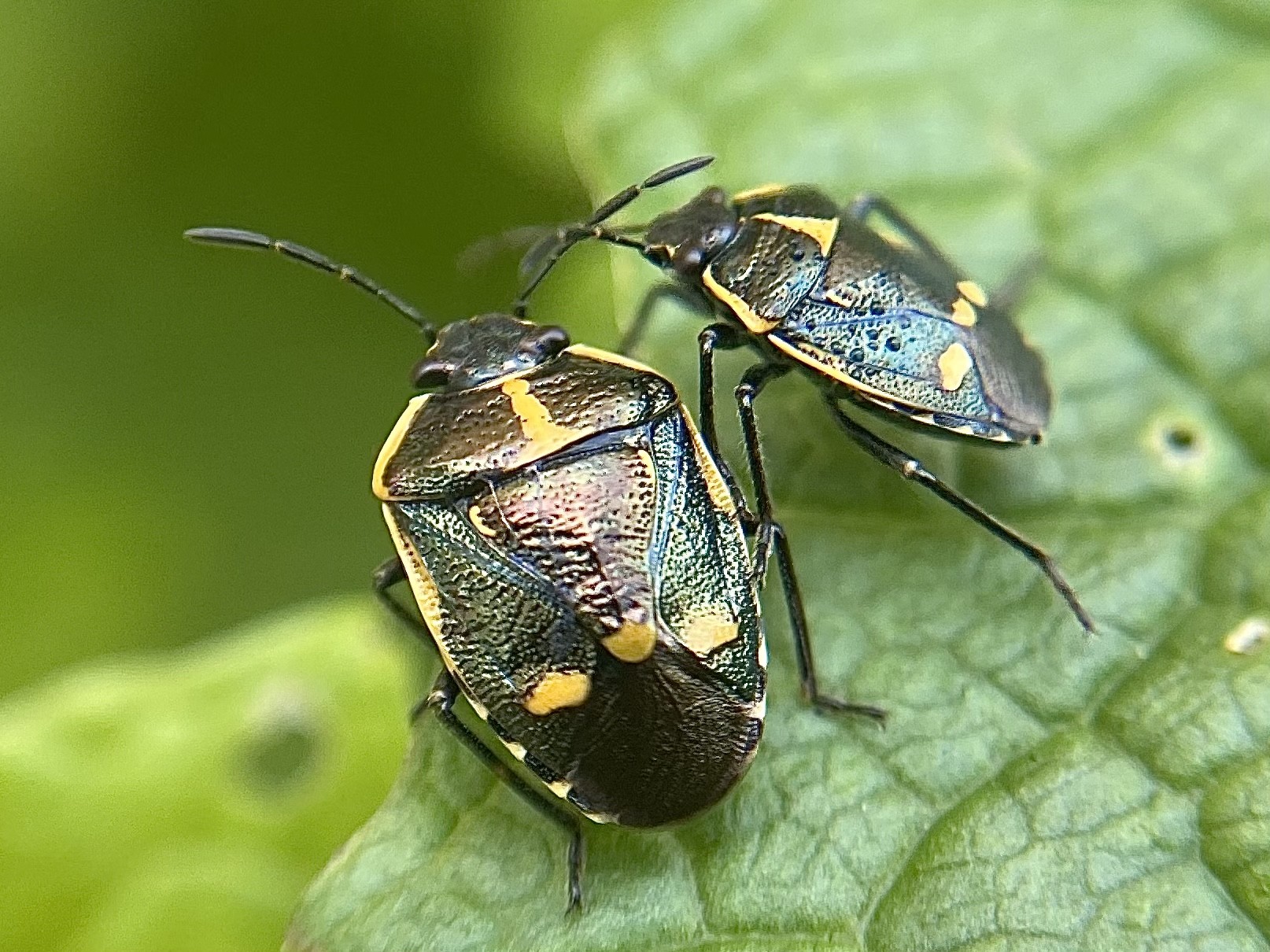 image of Brassica Shieldbug