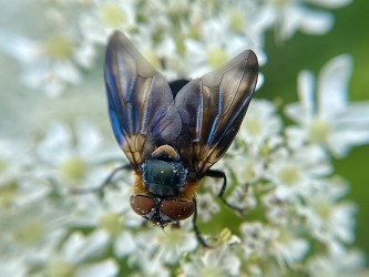 image of Tachinid Fly
