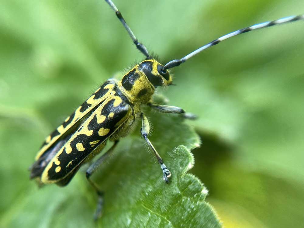 image of Ladder-marked Longhorn Beetle