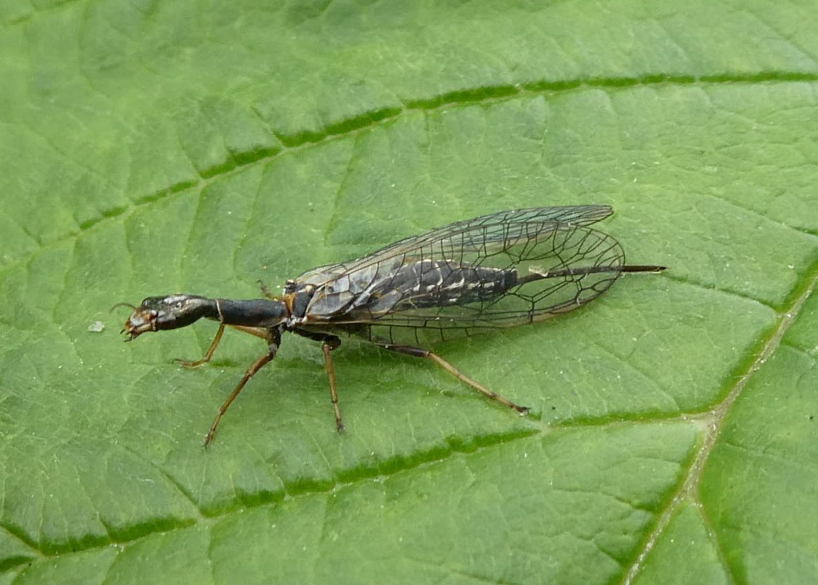 image of Small Snakefly