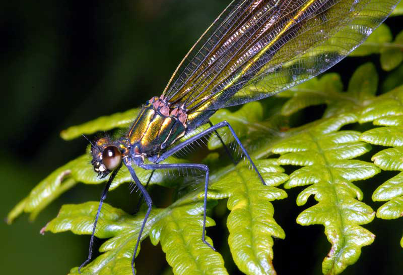 DaNES - Derbyshire & Nottinghamshire Entomological Society - index
